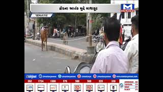 Jamnagar : ઢોરના આતંક મુદ્દે માથાકૂટ | MantavyaNews