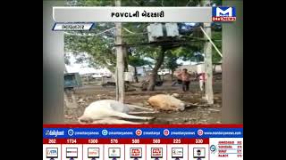 Bhavnagar: PGVCLની બેદરકારી આવી સામે | MantavyaNews