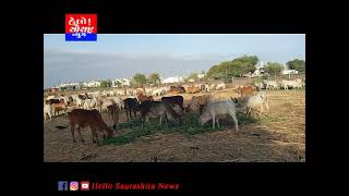 શ્રીજી ગૌશાળા ની ગાયો માટે ભારત વિકાસ પરિષદ દ્વારા ઘાસચારો અપાયો