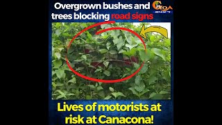 Overgrown bushes and trees blocking road signs. Lives of motorists at risk at Canacona!
