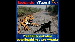 Leopards on Tuem village roads! Youth attacked while travelling riding a two-wheeler