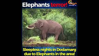 #ElephantTerror | Sleepless nights in Dodamarg due to Elephants in the area!