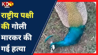 भगवान कृष्ण की नगरी मथुरा में राष्ट्रीय पक्षी की गोली मारकर की गई हत्या || #KKdDNews
