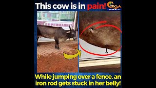 This cow is in pain! While jumping over a fence, an iron rod gets stuck in her belly