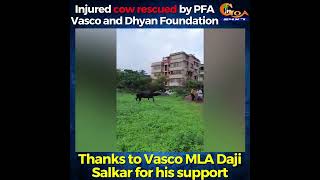 Injured cow rescued by PFA Vasco & Dhyan Foundation.Thanks to Vasco MLA Daji Salkar for his support