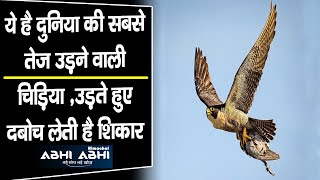 Peregrine Falcon/fastest flying bird/Duck Hawk