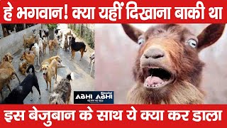 Dogs |  Attack | Goat |
