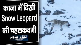 काजा में दिखी Snow Leopard की चहलकदमी