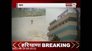 Panipat: दो दिन के नवजात बच्चे को अस्पताल से उठा ले गया कुत्ता, नोंच-नोंचकर मार डाला