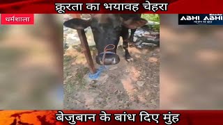 Dharamshala | Cruelty | Cow -Calf |