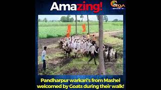 #Amazing | Pandharpur warkari's from Mashel welcomed by Goats during their walk!