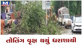 જુનાગઢના ભવનાથ વિસ્તારમાં તોતિંગ વૃક્ષ થયું ધરાશાયી | MantavyaNews