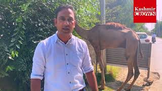 1-Lakh Rupay Ka Ount(Camel) Srinagar Mai Qurbani Kay Layay Laya Gaya:Dekho Video Mai