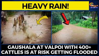 As the heavy downpour of rain continues. Gaushala at Valpoi with 400+ cattles is at risk