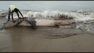 Biggest Sea Fish | కాకినాడ తీరంలో భారీ సొరచేప | s media