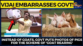 Vijai embarrasses Govt! Govt puts picture of pigs instead of Goats for the scheme of 'goat rearing'