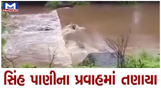 જુનાગઢ નદીને પાર કરતા બે સિંહ તણાયા | MantavyaNews