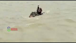 Elephants swim across flooded river | ప్రాణాలను కూడా కాపాడిన గజరాజు | s media