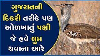 ગુજરાતની દિકરી તરીકે પણ ઓળખાતું પક્ષી જે હવે લુપ્ત થવાના આરે #Birds