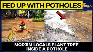 Fed up with potholes. Morjim locals plant tree inside a pothole
