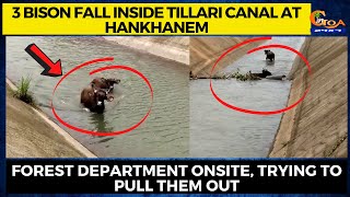 3 Bison fall inside Tillari canal at Hankhanem. Forest department onsite, trying to pull them out