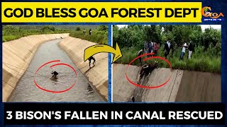 God Bless Goa Forest Dept ???? 3 bison's fallen in canal rescued