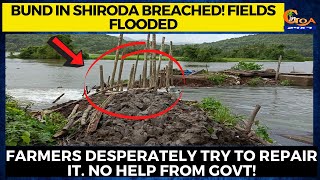 Bund in Shiroda breached! Fields flooded. Farmers desperately try to repair it. No help from Govt!