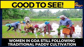 Good to see! Women in Goa still following traditional paddy cultivation