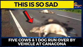 This is so sad. Five cows & 1 dog run over by vehicle at Canacona