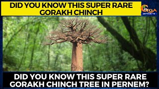 Did you know this super rare Gorakh Chinch, Also known as Baobab tree in Pernem?