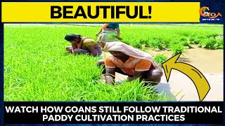 #Beautiful! Watch how Goans still follow traditional paddy cultivation practices