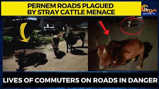 Pernem roads plagued by stray cattle menace. Lives of commuters on roads in danger