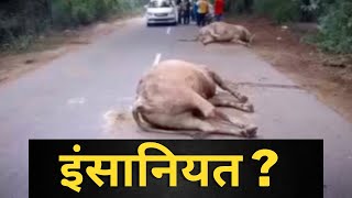 humanity exist ? Who did this and why a big question. -TV24 Punjab News || Nabha News