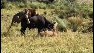 2 Lions attack a buffalo || দুটা সিংহই মহ চিকাৰ কৰি খোৱা দৃশ্য ||