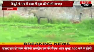 Ayodhya : तेन्दुये के भय से शहर में घुस रहें जंगली जानवर