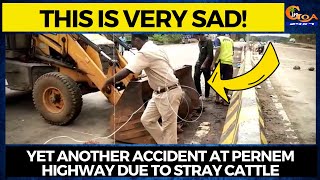 This is very sad! Yet another accident at Pernem Highway due to stray cattle
