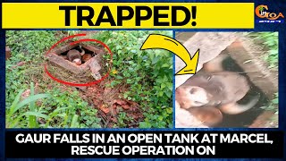 Gaur falls in an open tank at Marcel, Rescue operation on