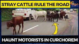 Stray cattle rule the road, haunt motorists in Curchorem