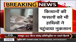Chhattisgarh News || दंतैल हाथियों का आतंक, किसानों के फसल और झोपड़ी को पहुंचाया नुकसान
