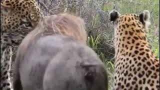 বাঘে বনৰীয়া গাহৰি কেনেকৈ চিকাৰ কৰে চাওক || Leopard Killed wild boar ||