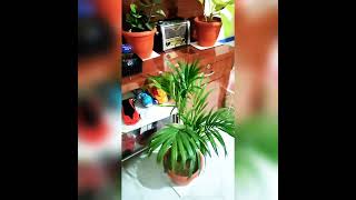ಮನೆಯೊಳಗಿನ ಕಲುಷಿತ ಗಾಳಿಯನ್ನು ಶುದ್ಧಿ ಮಾಡುವ Indoor Plants..