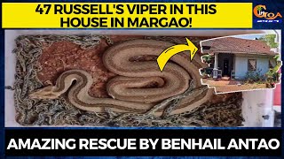 47 Russell's Viper in this house in Margao! Amazing rescue by Benhail Antao