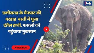 Mainpat News : बस्ती में हाथी के घुसने से मचा हडकंप, ग्रामीणों में दहशत का माहौल
