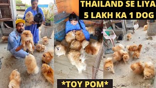 1 crore ka Imported dog collection In India ???? - *100+ Toy Poms*