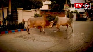 Bull fight in Nabha india - tv24