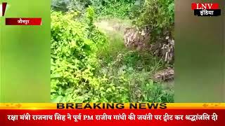 जौनपुर के जंगल में बाघ दिखाई देने का दावा,सोशल मीडिया पर वीडियो हुआ वायरल