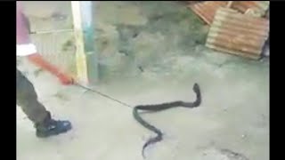 ভয়ংকৰ ফেঁটী সাপ সহজে কেনেকৈ ধৰিলে চাওক || Man catched king Cobra