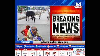 Ahmedabad :  ઓઢવના જનતા નગરમાં ઢોરોનો આતંક | MantavyaNews