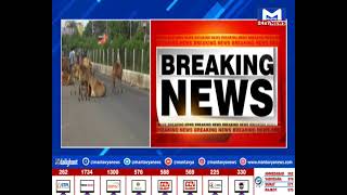 Ahmedabad : ઢોર પકડવામાં અડચણ ઉભી કરે એની સામે નોંધાશે ફરિયાદ | MantavyaNews