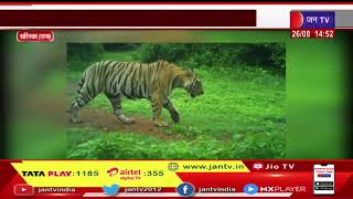 Sariska (Raj.) News |  बाघ एसटी-24 पहुंचा जमवारामगढ़,बाघ  की मॉनिटरिंग में लगी अधिकारियों की टीम